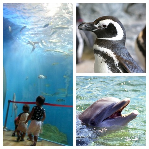 はじめての水族館