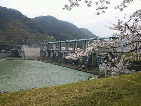 船明ダムの桜のトンネル