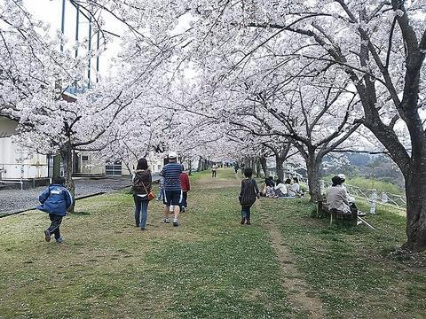 船明ダムの桜のトンネル