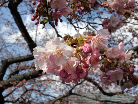 河津桜まつり