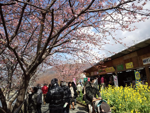 河津桜まつり