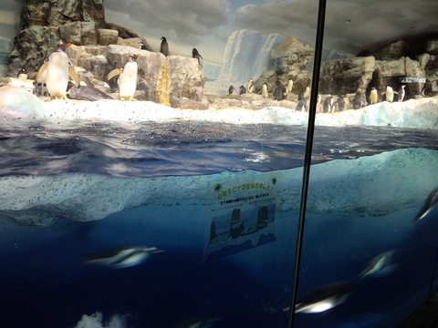 南館3階の「南極の海」