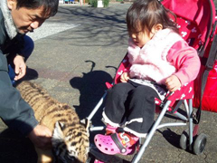 アムールトラの赤ちゃんのお散歩