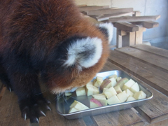 お食事タイム