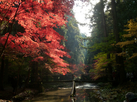 小國神社で紅葉狩り