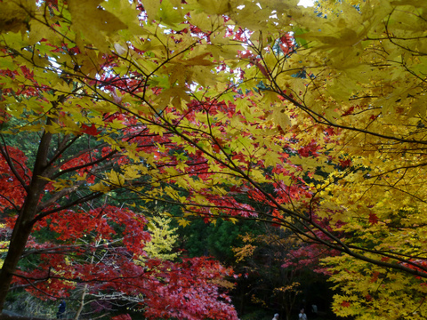 小國神社で紅葉狩り