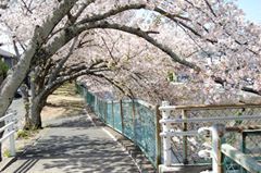 長坂桜堤