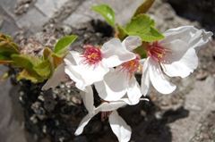 長坂桜堤