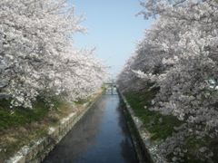 芳川沿い桜並木
