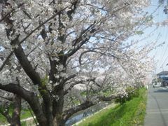 芳川沿い桜並木