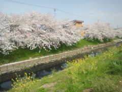 芳川沿い桜並木