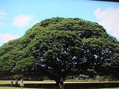hawai6-2.JPG