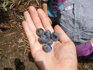 2014030300045_blueberry2.JPG