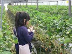 2014030309598_ichigo1.JPG