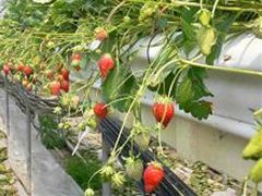 2014030309598_ichigo2.JPG