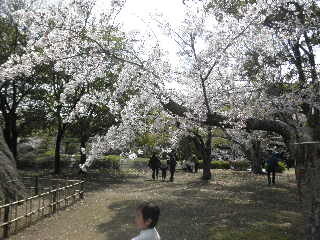 蜆塚公園桜まつり