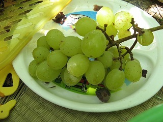 2014030310570_budou3.jpg