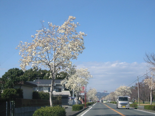 三方原　木蓮通り