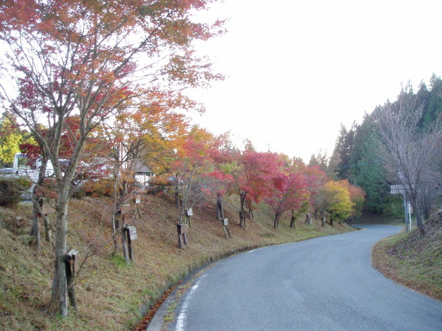 水窪周辺の紅葉