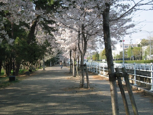 浜工前の桜並木