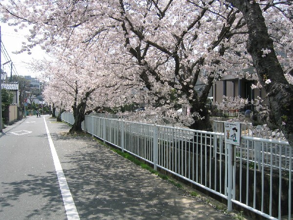 浜松市富塚町　御前谷桜通り