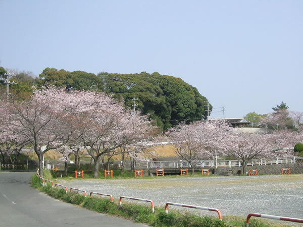 浜松オートレース場の桜