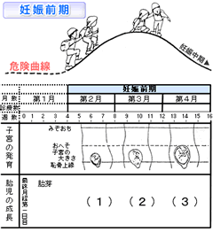 妊娠初期の胎児の成長を表した表