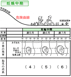 妊娠中期の子宮の発育や胎児の成長を表した図