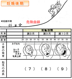 妊娠後期の子宮の発育や胎児の成長を表した図