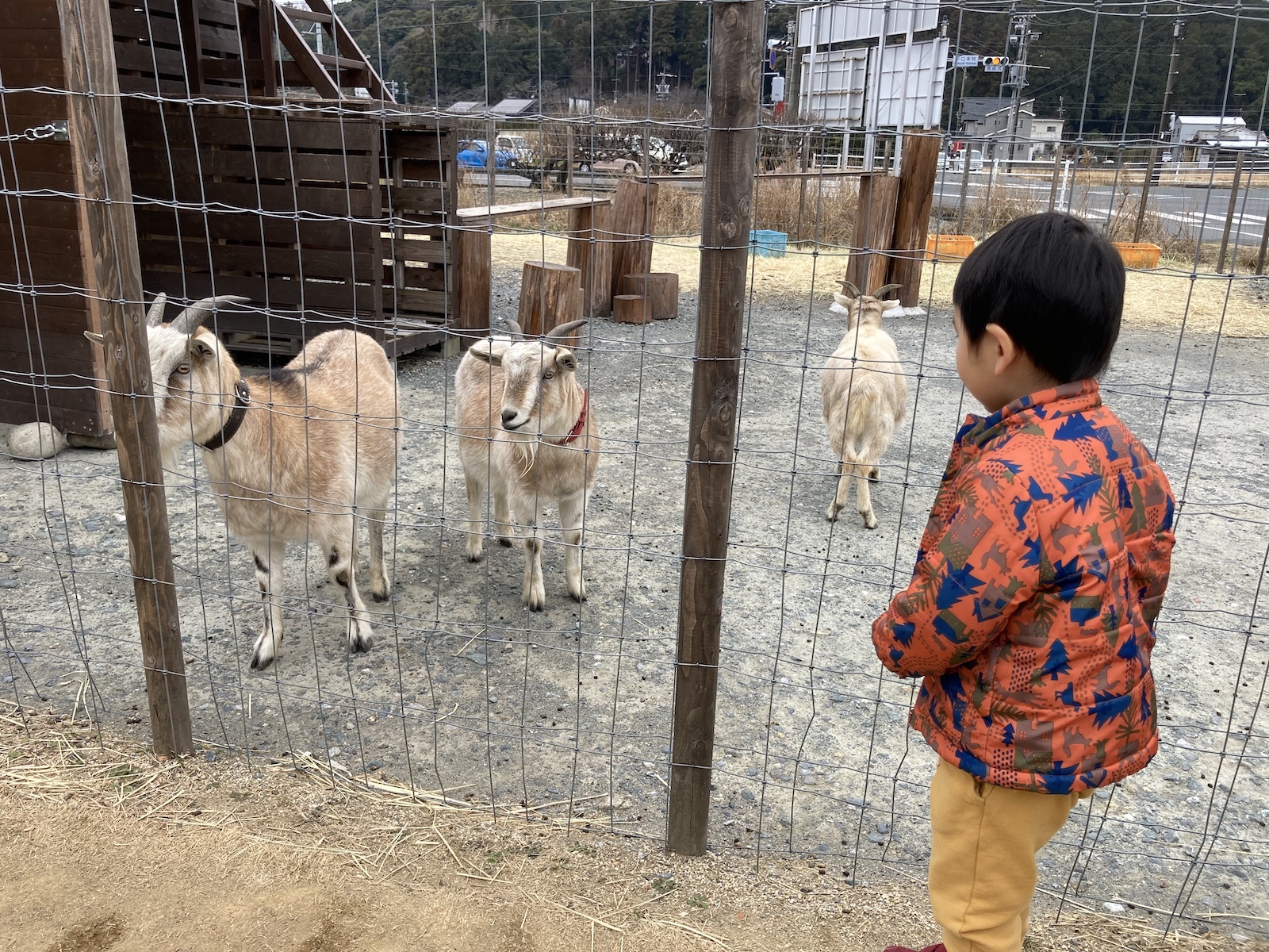 ヤギと子ども