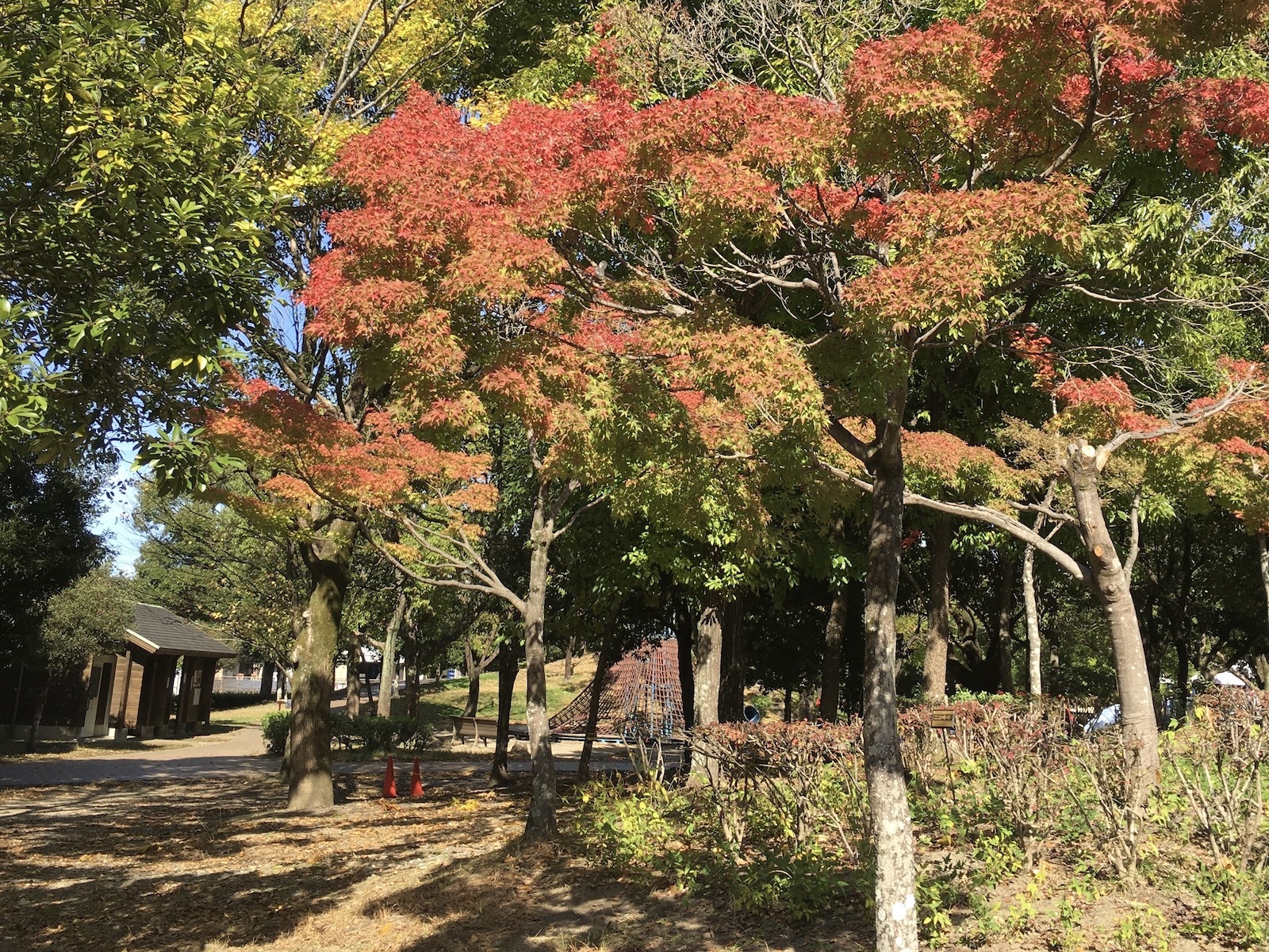 紅葉の木