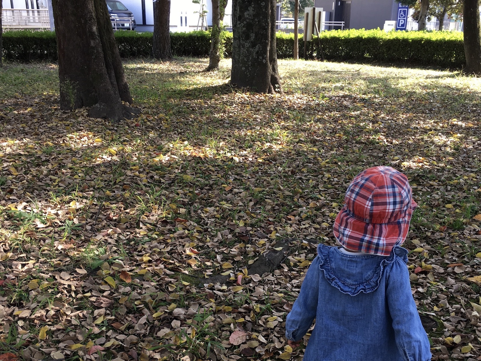 子どもと落ち葉