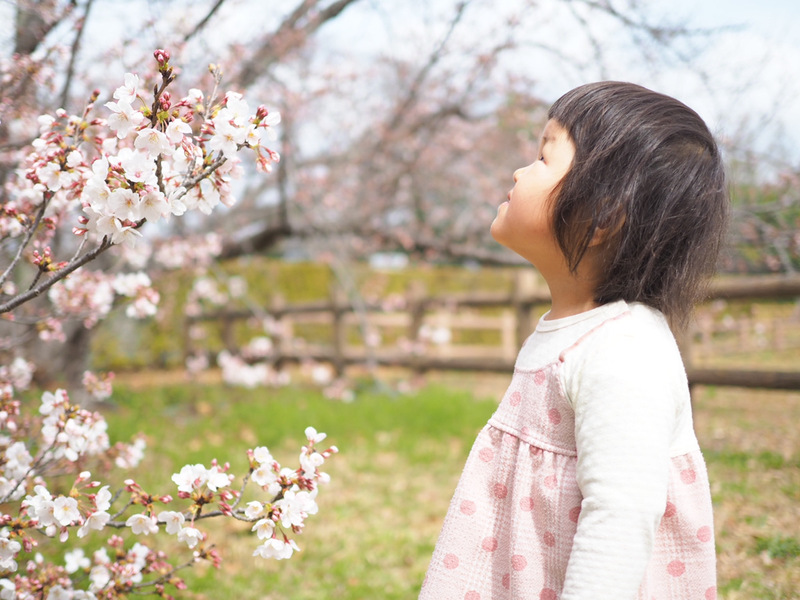 蜆塚遺跡の桜