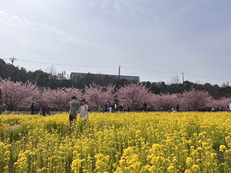 東大山河津桜と菜の花