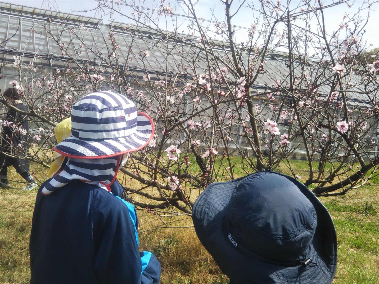 アーモンドの花