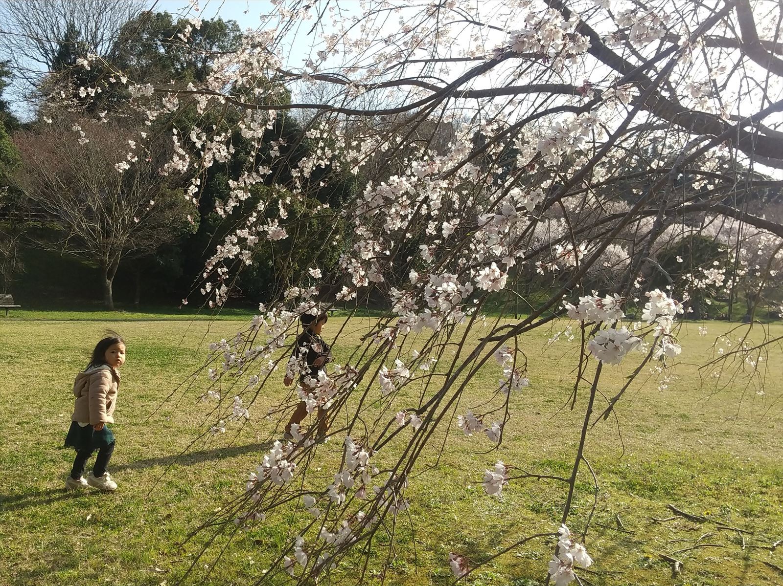 花川運動公園の桜