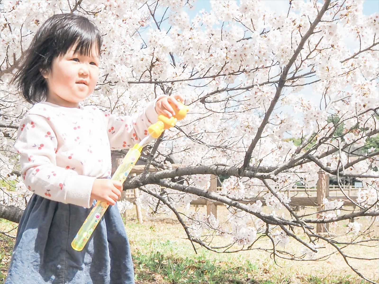 蜆塚遺跡の桜