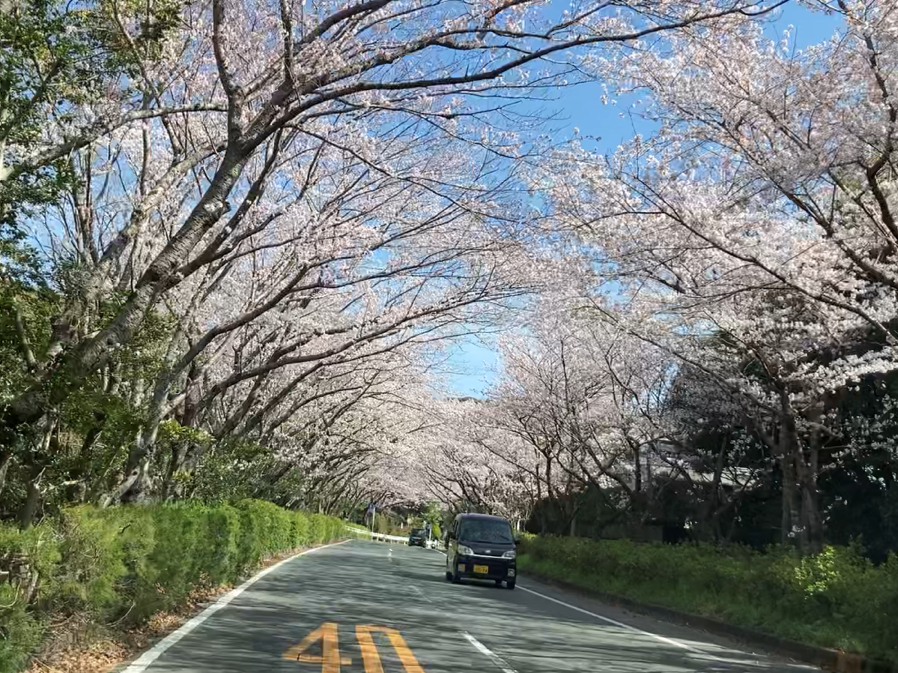 佐鳴湖公園の桜