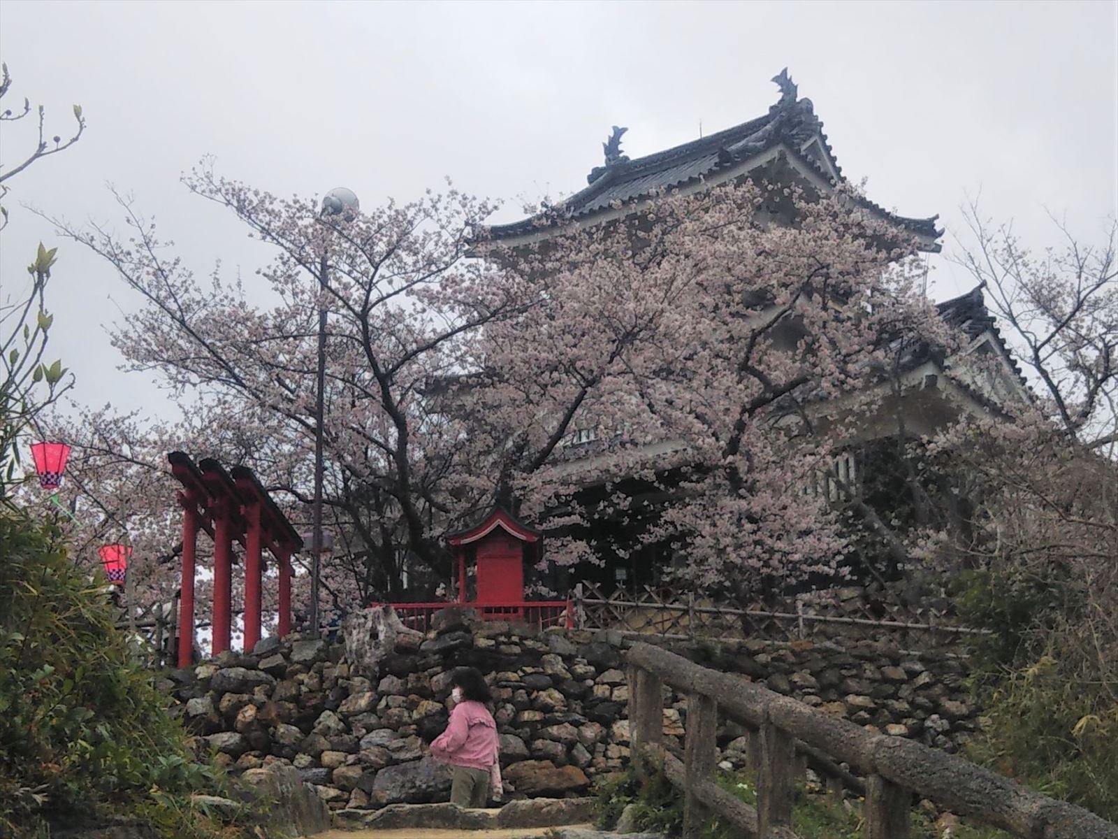 浜松城の桜