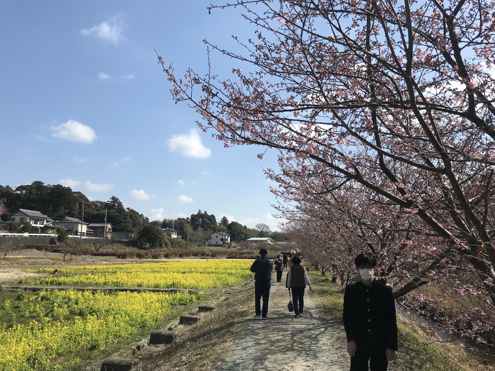 河津桜と