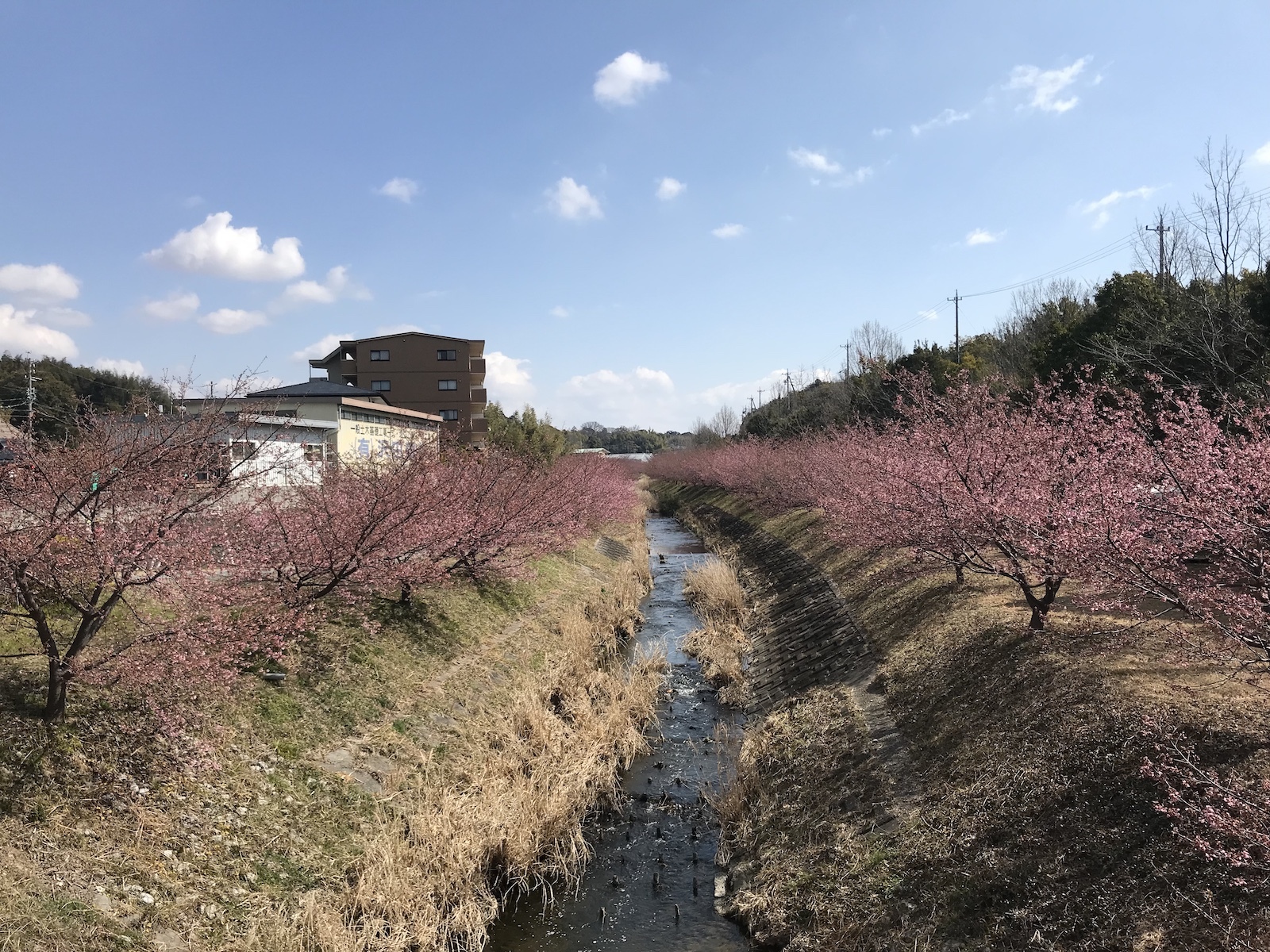 桜並木