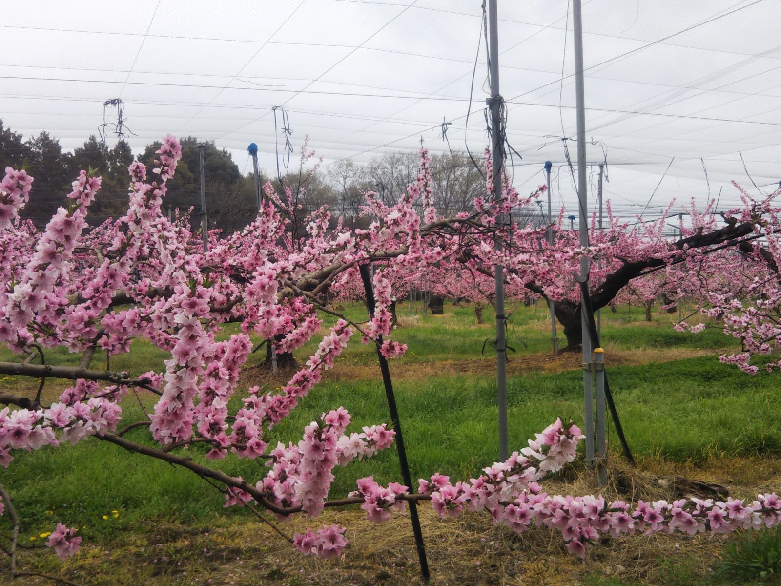 桃の花アップ