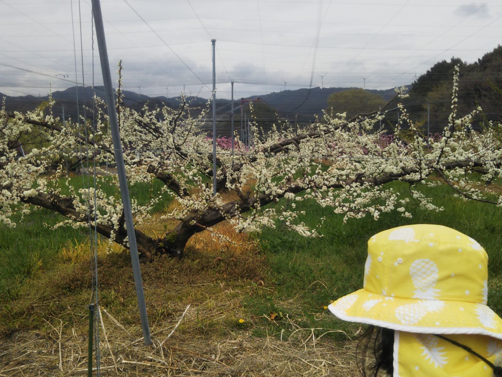 スモモの花アップ