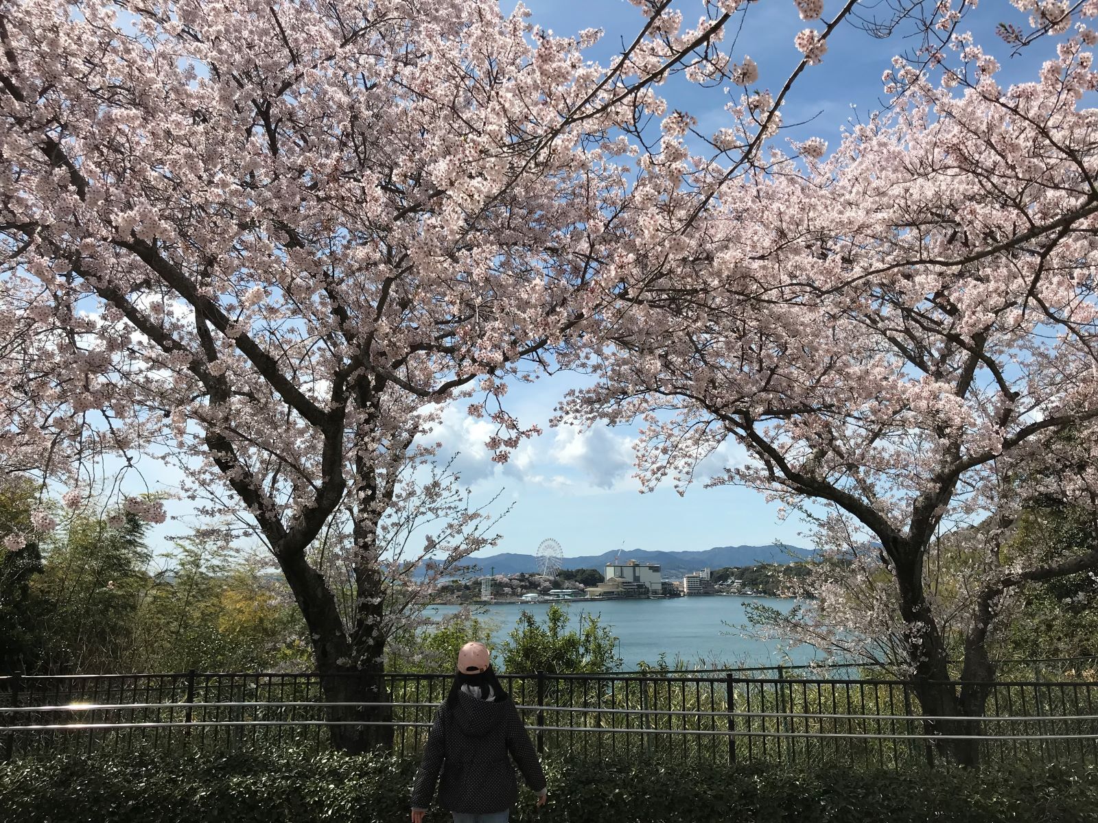 浜名湖と桜