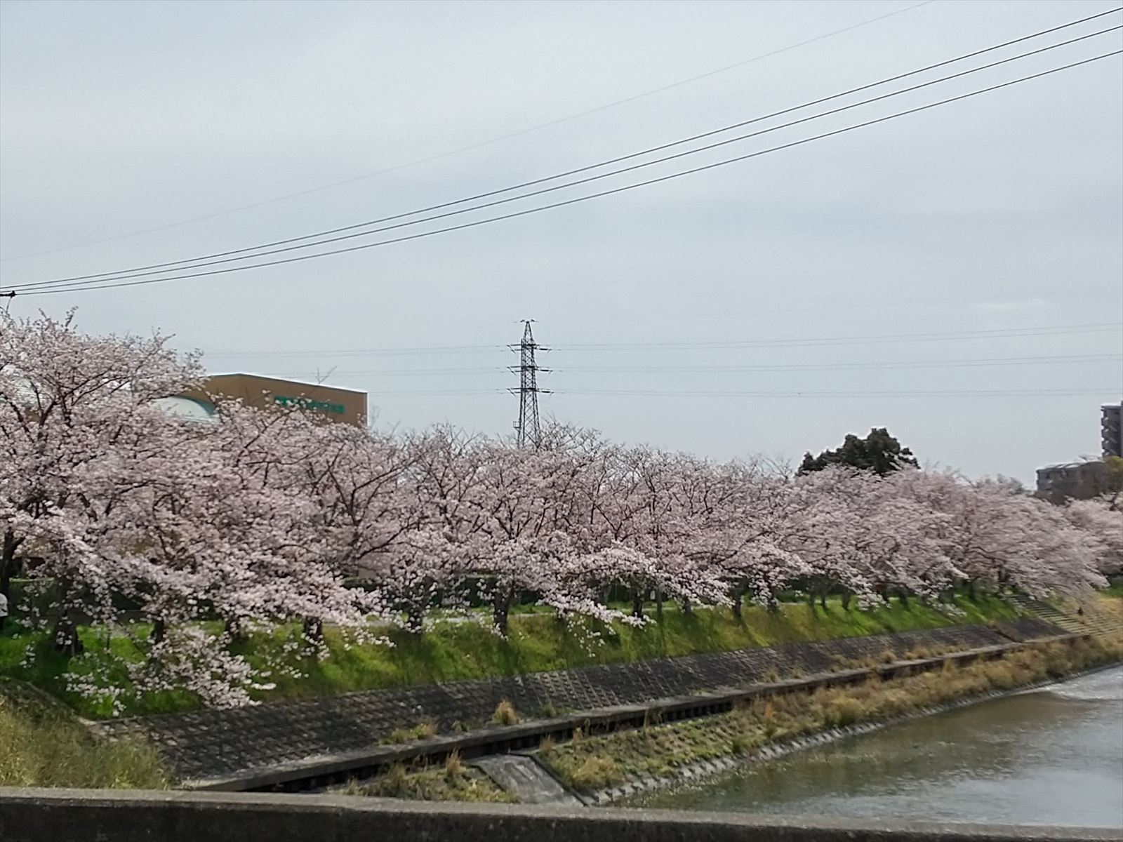 桜並木