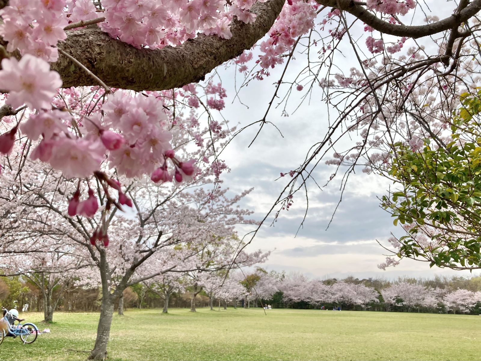 広場と桜