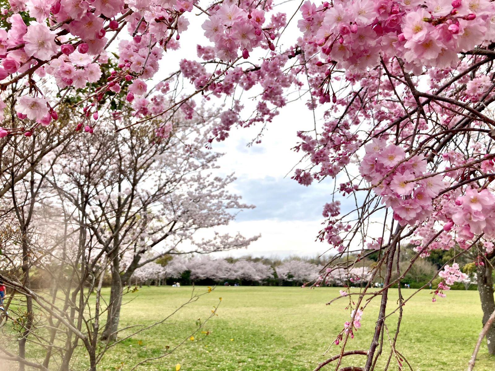 ピンクの桜