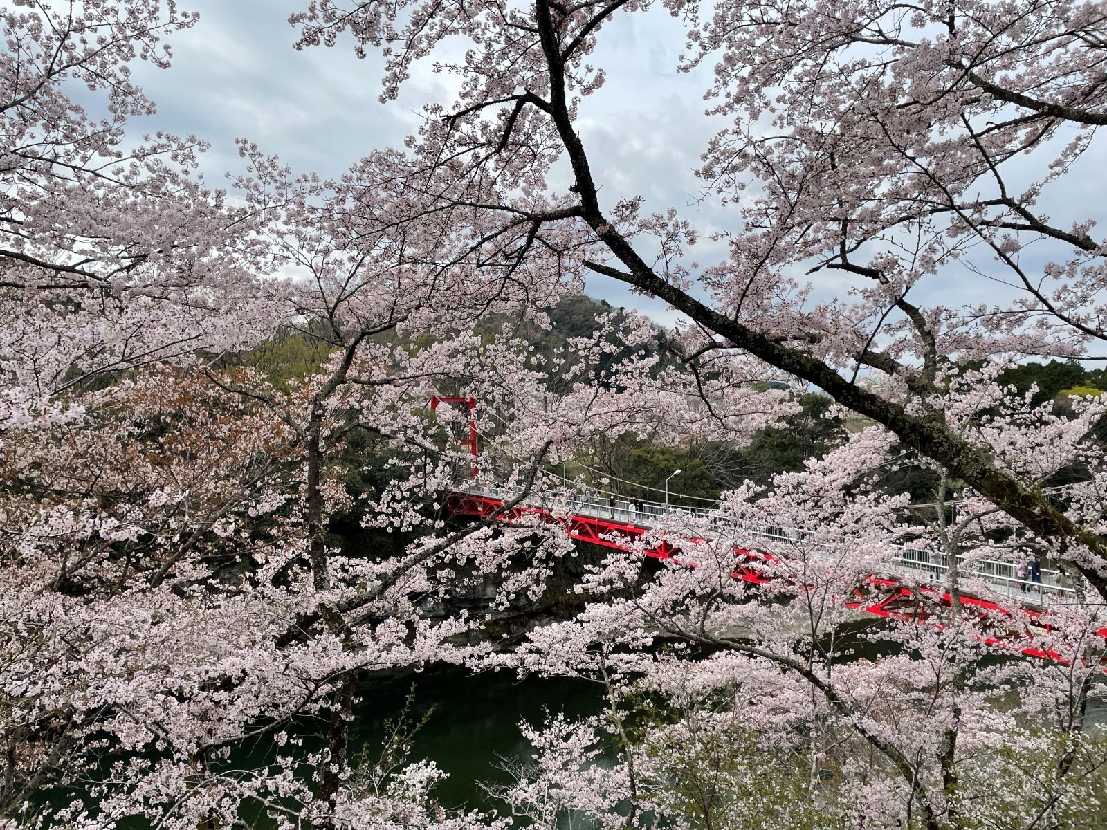 橋と桜