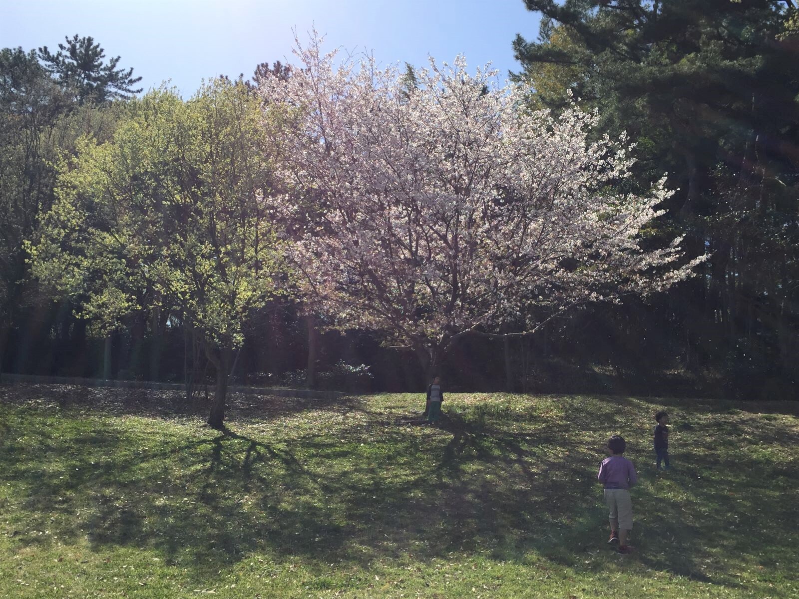 桜の木