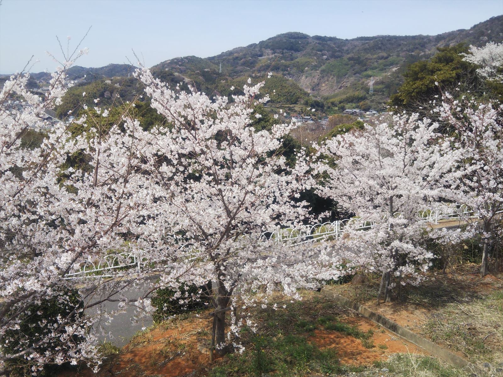 桜